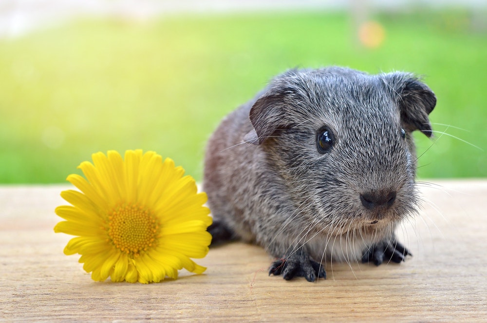 German Shepherd Red Head