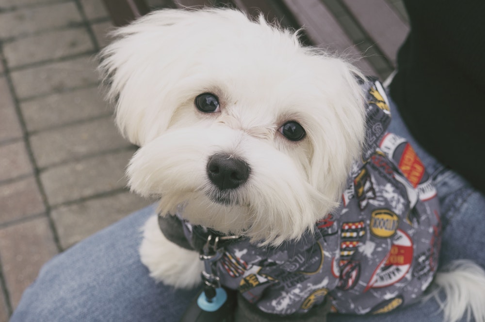 German Shepherd Red Head