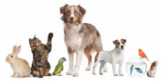 Pets & Livestock